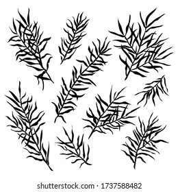 Collection of the black plants on white. Vector illustration.