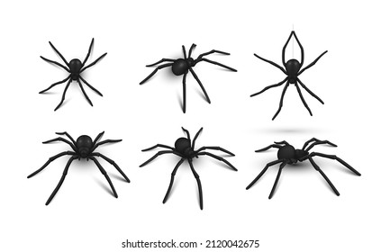 Collection black realistic spider vector illustration. Set creepy dangerous insect symbol of tropical climate, Halloween or psychology phobia isolated. Danger toxic wild predator with poison