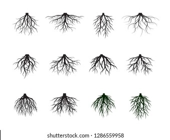 Collection of Black Root Tree. Vector Illustration. Plants and garden.