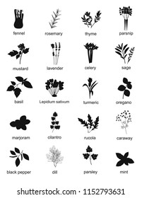 Collection of black silhouette herbs and spices, plants. Set of different herbs and spices fennel, rosemary, thyme, basil, mustard, rucola, celery, dill. Vector illustration 