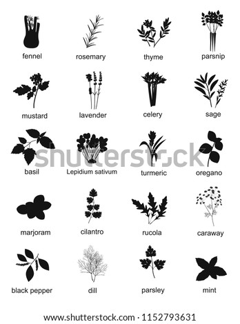 Collection of black silhouette herbs and spices, plants. Set of different herbs and spices fennel, rosemary, thyme, basil, mustard, rucola, celery, dill. Vector illustration 