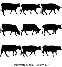 Collection  black silhouettes of cow. Vector illustration.