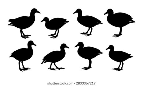 Collection of black silhouettes depicting different duck species in various postures including flying and resting, isolated on a white background.