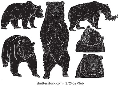 Collection of black silhouettes of realistic grizzly bears in different poses in isolate on a white background .Vector illustration.