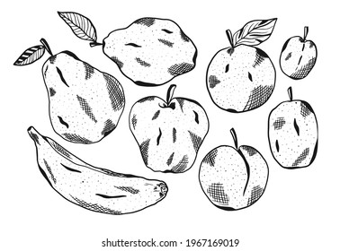 Collection of black vector fruits illustrations