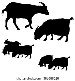 Collection of black vector goat silhouettes. Single and groups
