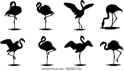 A collection of black vector silhouettes featuring flamingos standing on one leg, spreading wings, preening feathers, and feeding in water for tropical and nature designs.