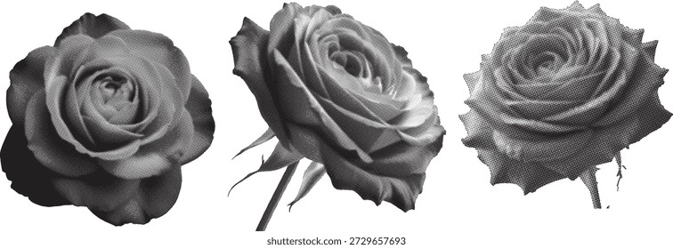 Colección de ilustraciones botánicas en blanco y negro con rosas en flor. Elementos florales monocromos minimalistas aislados sobre un fondo blanco, perfectos para Diseño gráfico inspirado en la naturaleza, papelería de boda y patrones elegantes.
