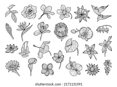 Collection of black and white exotic flowers in a linear style.