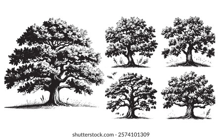 A Collection of Black and White Hand Drawn Oak Trees in Various Poses, From Young Saplings to a Grand Mature Tree, With Stylized Leaves and a Grassy Base,