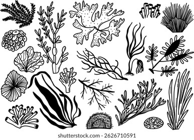 Collection of Black and White Hand-Drawn Marine Plant Illustrations. Hand-drawn black and white illustrations of various marine plants and underwater flora for artistic or educational purposes.