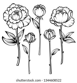Collection of black and white roses