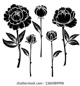 Collection of black and white roses