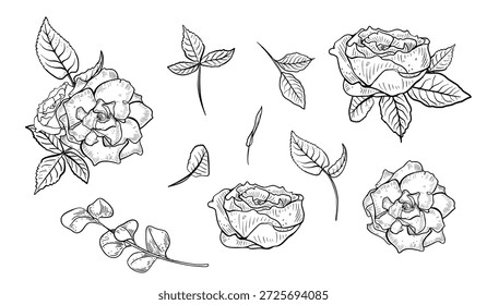 Collection of black white vector hand drawn rose flower and leaf element isolated. Engraved botanical illustration for beauty product, wedding invitation, or cosmetic design. Florals outline drawing.