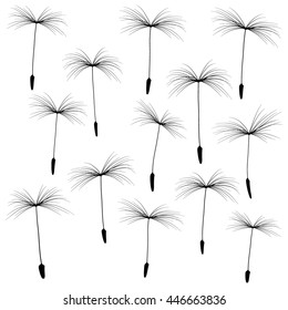 collection of black-and-white fluff of dandelion isolated on white background