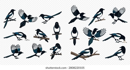 A collection of black-billed magpies in various poses, including flying, perching on branches, and feeding, depicted in a cartoon style.