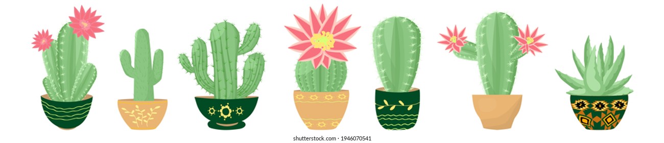 Collection of blooming cacti of different varieties. Vector illustration