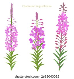 colección de hierbas de algas en flor. Conjunto de flores silvestres de sauce de rosas. Chamaenerion angustifolium plantas medicinales