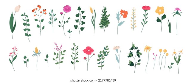 Collection of  blooming flowers and leaves. Spring floral flat vector illustration isolated on white background