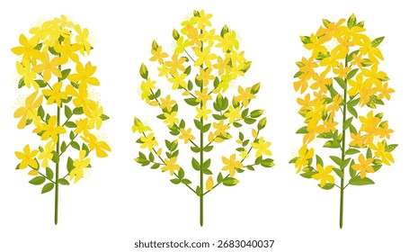 collection of blooming hypericum St. John's wort herbs. set of goatweed flowers. tutsun wildflowers