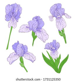 Collection of Blooming Iris flowers. Bright color spring Botanical illustration. Hand drawn and isolated on a white background. Vector. Set of iris buds on the stem. Floral design.