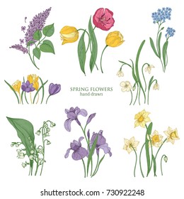 Collection of blooming spring flowers and flowering plants hand drawn in vintage style - tulip, lilac, narcissus, forget-me-not, crocus, lily of the valley, iris, snowdrop. Vector illustration.