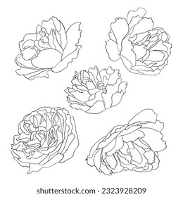 Collection blossom garden flowers. Vector illustration. Isolated linear hand drawn plants for design, decor and decoration