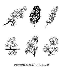 Collection of blossoming branches. 