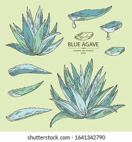 Collection of blue agave: blue agave plant and leaves. Cosmetics and medical plant. Vector hand drawn illustration
