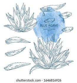 Collection of blue agave: blue agave plant and leaves. Cosmetics and medical plant. Vector hand drawn illustration