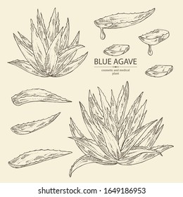 Agave Plant Sketch Images Stock Photos Vectors Shutterstock,White Asparagus Soup
