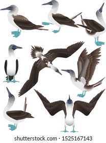 Collection Of Blue-footed Boobies In Colour Image
