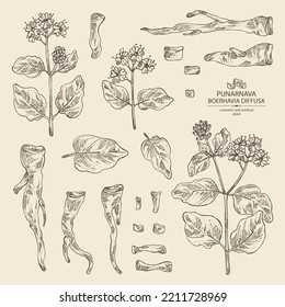 Collection of boerhavia diffusa: boerhavia diffusa plant, leaves, punarnava flowers and boerhavia diffusa root. Punarnava. Cosmetic, perfumery and medical plant. Vector hand drawn