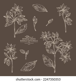 Collection of borago officinalis: borago officinalis plant, leaves and borago officinalis flowers. Borage grass. Cosmetic, perfumery and medical plant. Vector hand drawn illustration