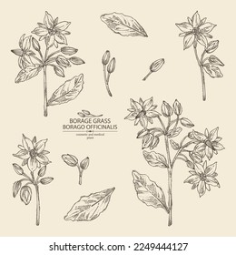 Collection of borago officinalis: borago officinalis plant, leaves and borago officinalis flowers. Borage grass. Cosmetic, perfumery and medical plant. Vector hand drawn illustration