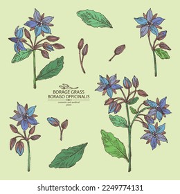 Collection of borago officinalis: borago officinalis plant, leaves and borago officinalis flowers. Borage grass. Cosmetic, perfumery and medical plant. Vector hand drawn illustration