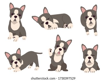 The collection of boston terrier dog in many action with flat vector style. Graphic resource about set of dogs boston terrier for graphic, content, etc. 