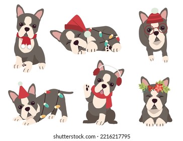 The collection of Boston Terrier in many actions for Christmas theme. Graphic resource about Boston Terrier for graphic, content, etc. 