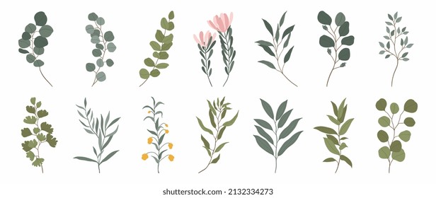 Collection of botanical elements in flat color. Set of eucalyptus leaf, wildflowers, plants, branches, leaves and herb. Hand drawn of foliage vectors for decor, website, graphic and shop.