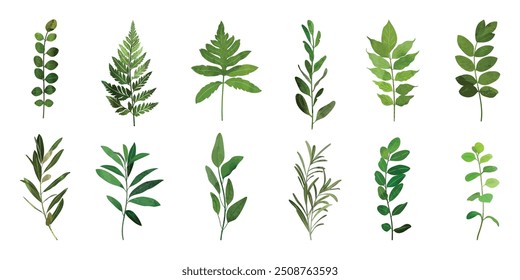 Collection of botanical elements in green color. Set of eucalyptus leaf, branches, leaves and herb with watercolor. Hand drawn of foliage vectors for wedding decor, website, graphic and shop.