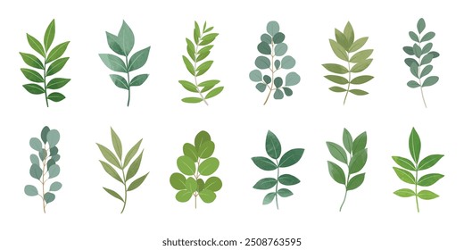 Colección de Elementos botánicos en color verde. Conjunto de hoja de eucalipto, ramas, hojas y hierba con acuarela. Dibujado a mano de Vectores de follaje para decoración de bodas, Sitio web, gráfico y tienda.