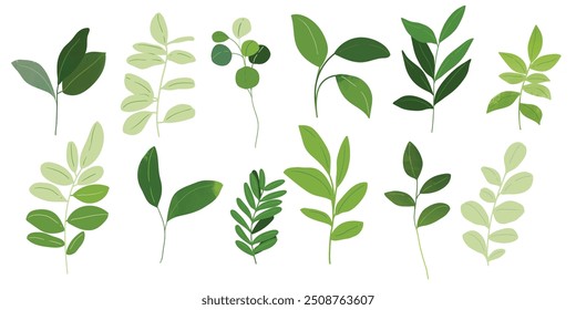 Collection of botanical elements in green color. Set of eucalyptus leaf, branches, leaves and herb with watercolor. Hand drawn of foliage vectors for wedding decor, website, graphic and shop.