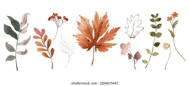 Collection of botanical elements in watercolor. Set of autumn wild flowers, plants, branches, maple leaves, berry. Hand drawn of fall season foliage vectors for card, print, graphic, decorative.