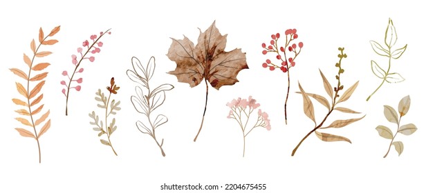 Colección de elementos botánicos en acuarela. Conjunto de flores silvestres de otoño, plantas, ramas, hojas de arce, berry. Dibujo manual de vectores de follaje de temporada de otoño para tarjetas, impresos, gráficos, decorativos.