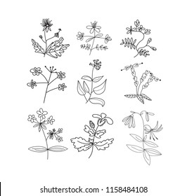 collection of botanical hand drawn doodles. meadow plants and flowers elements. pencil ink sketch of flowers and leaves. vector set of decorative elements. 