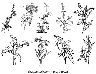 Collection of botanical illustrations. Burdock, amaranth, spur, meadow and forest herbs, flowers, plants, leaves, grass. Detailed ink black and white drawings, isolated. Vector illustration.