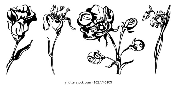 Collection of botanical illustrations. Poppy, iris, lily flowers with leaves. Detailed ink black and white drawings, isolated, for custom design and logo. Vector stock illustration.