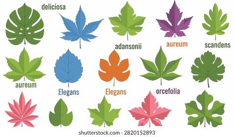 Collection of botanical leaf vector illustrations featuring species labels such as deliciosa, aureum, and elegans. Diverse colorful foliage shapes isolated on a white background.