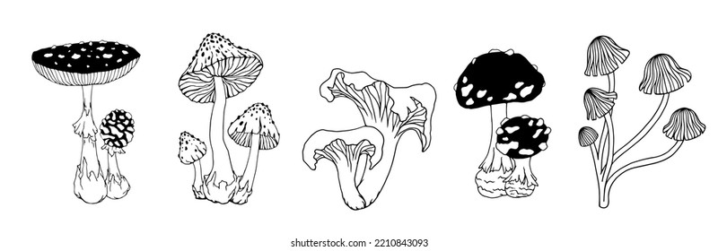 Collection of botanical sketches of forest mushrooms, various toadstools, fly agarics. Vector graphics.