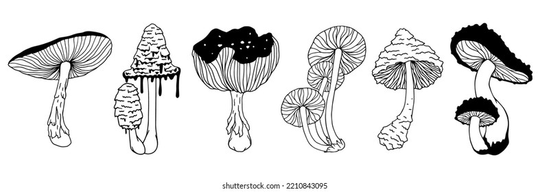 Collection of botanical sketches of forest mushrooms, various toadstools, fly agarics. Vector graphics.